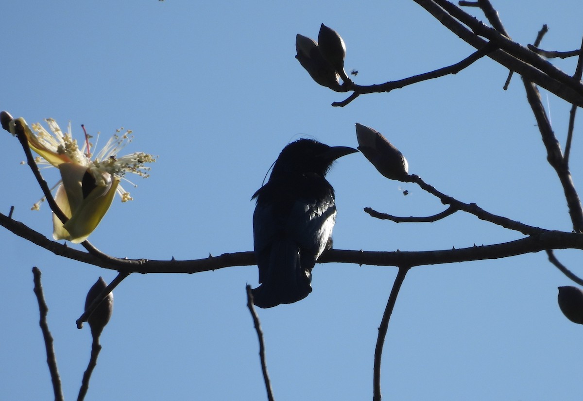 髮冠卷尾 - ML648547096