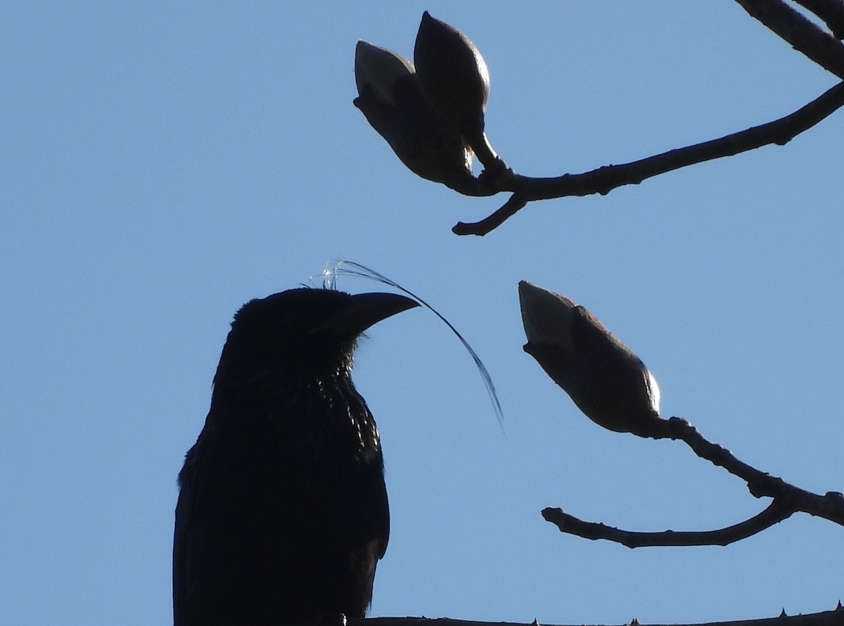 髮冠卷尾 - ML648547125