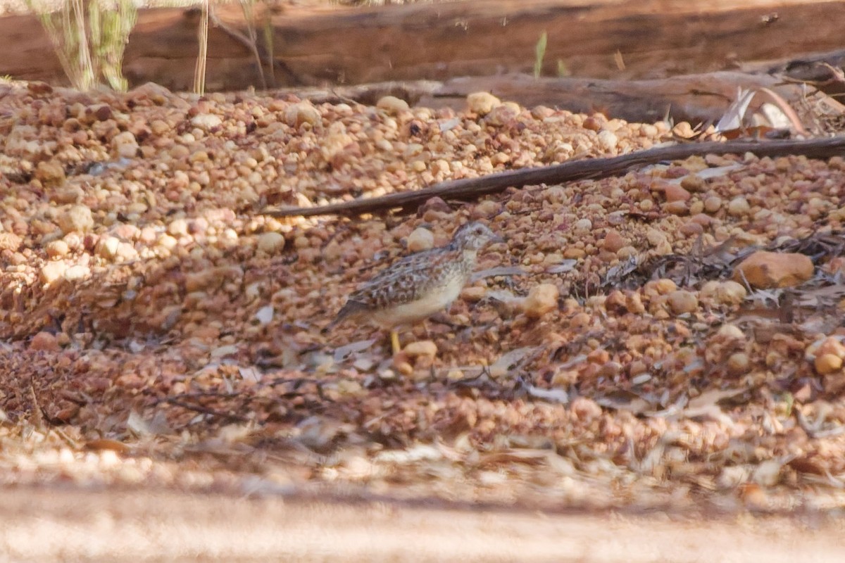 Painted Buttonquail - ML648547145