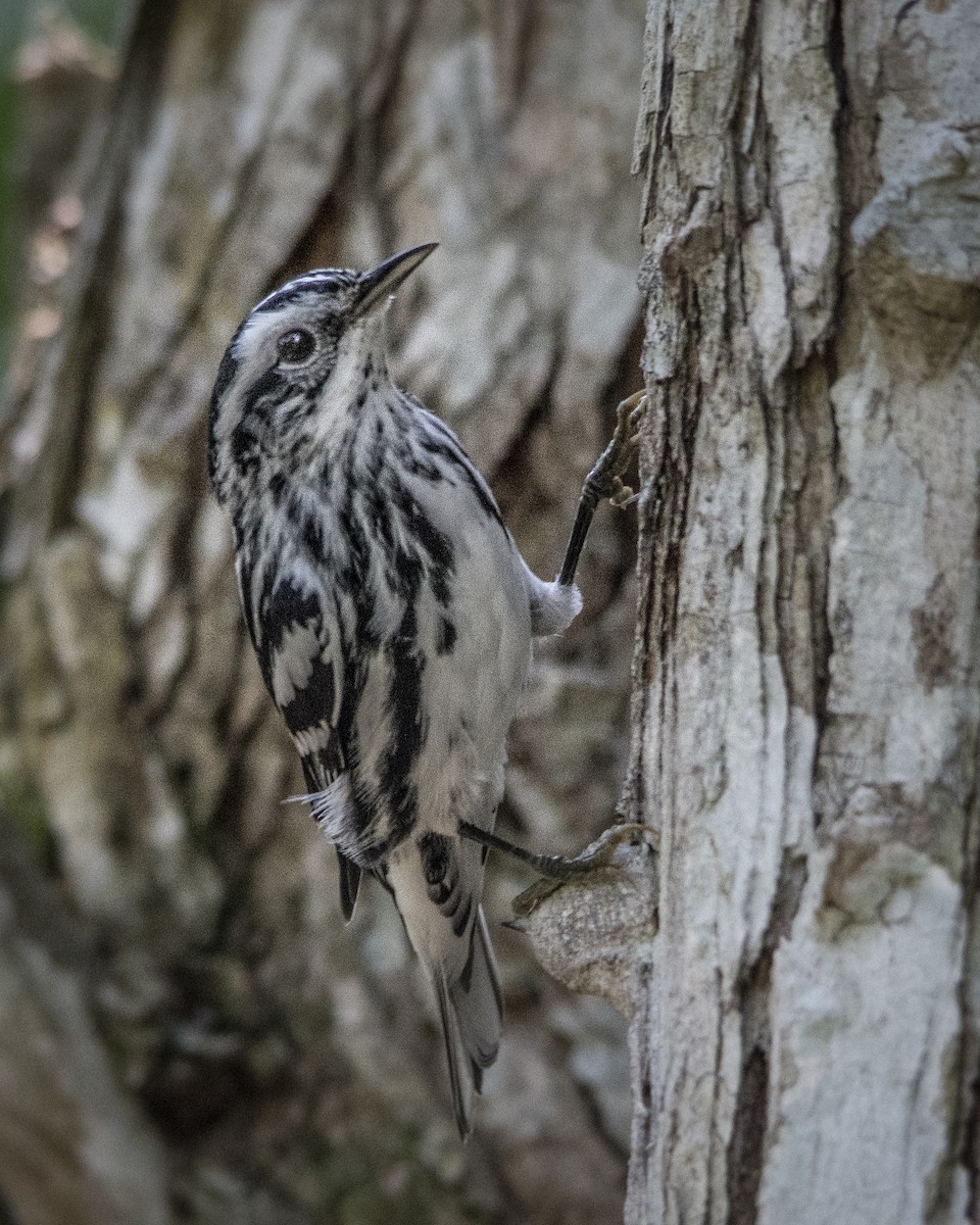 Black-and-white Warbler - ML64854761