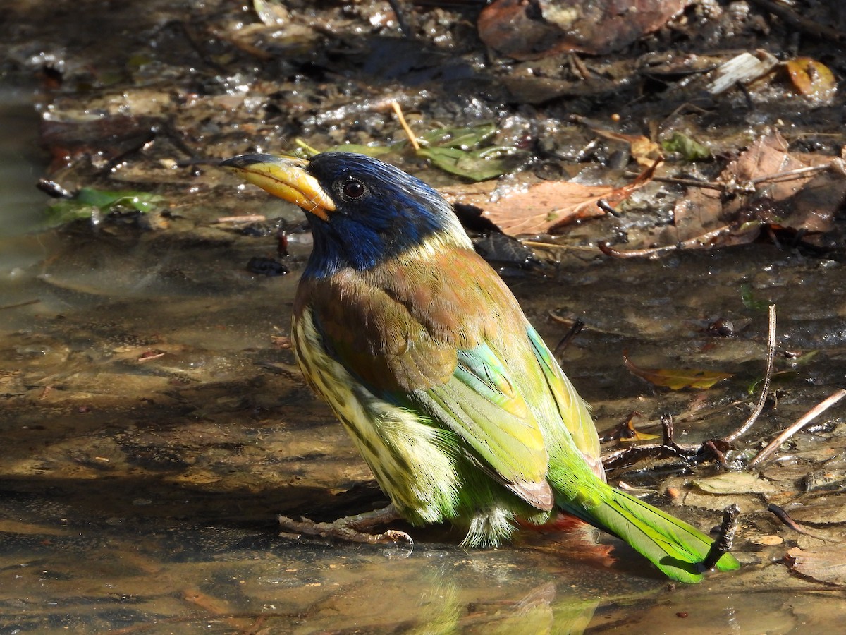 Great Barbet - ML648547668