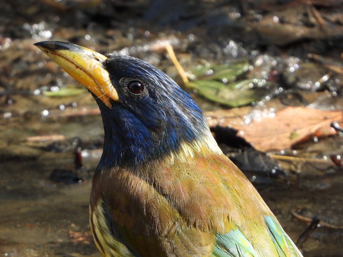 Great Barbet - ML648547669