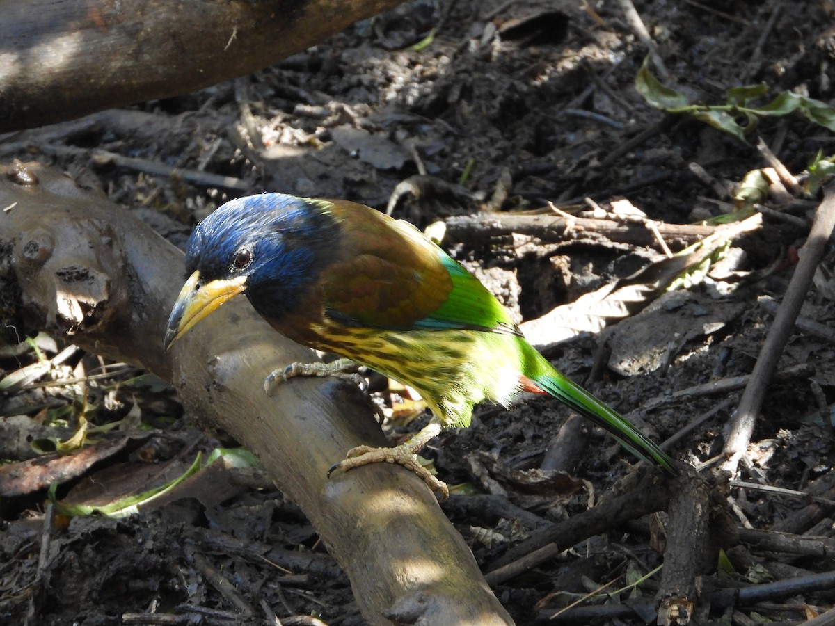 Great Barbet - ML648547670