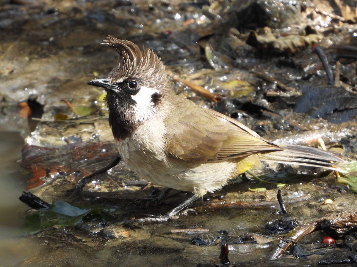 Himalayan Bulbul - ML648547705