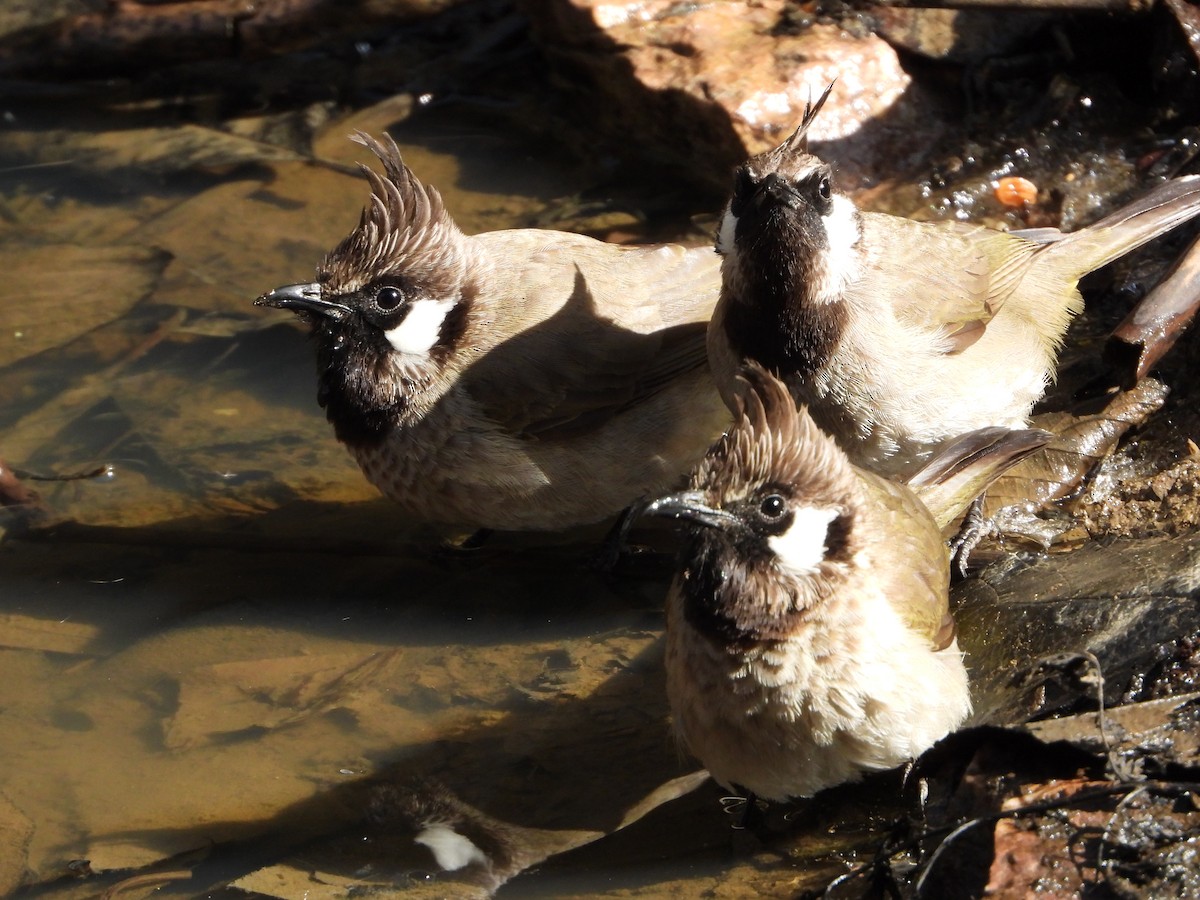 Himalayan Bulbul - ML648547785
