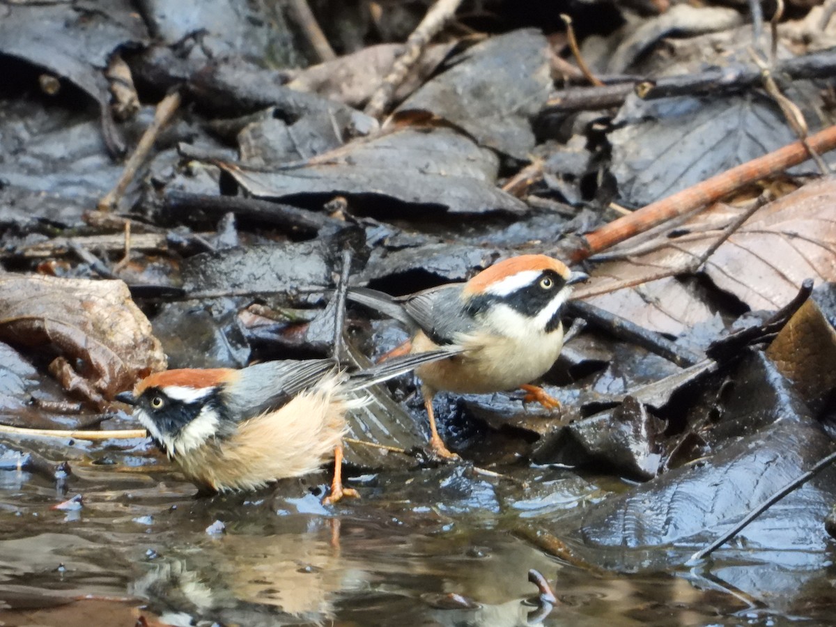 Black-throated Tit - ML648547823