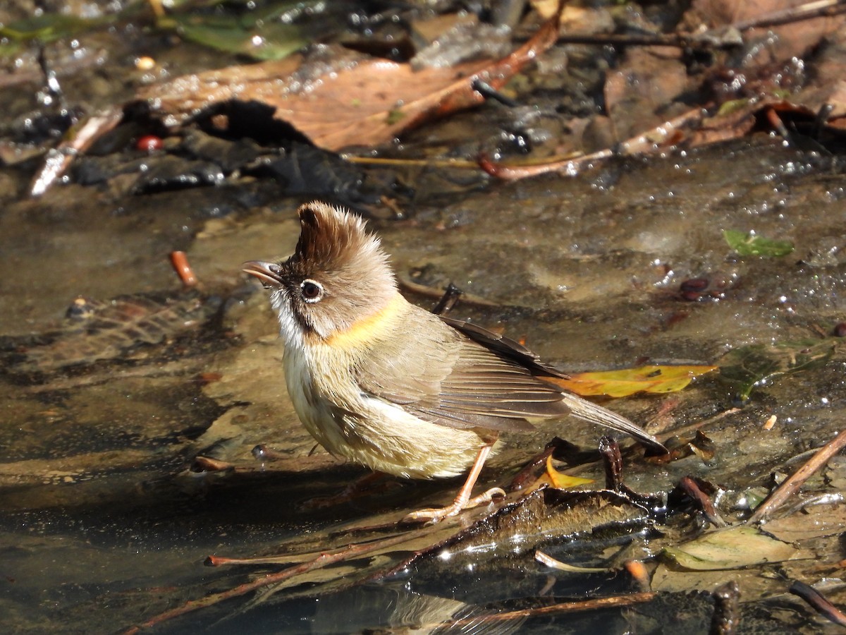Whiskered Yuhina - ML648547836