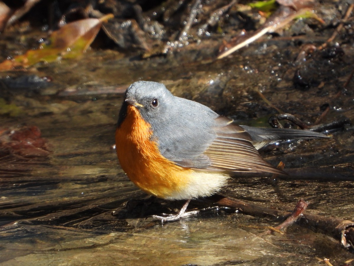Slaty-backed Flycatcher - ML648547856