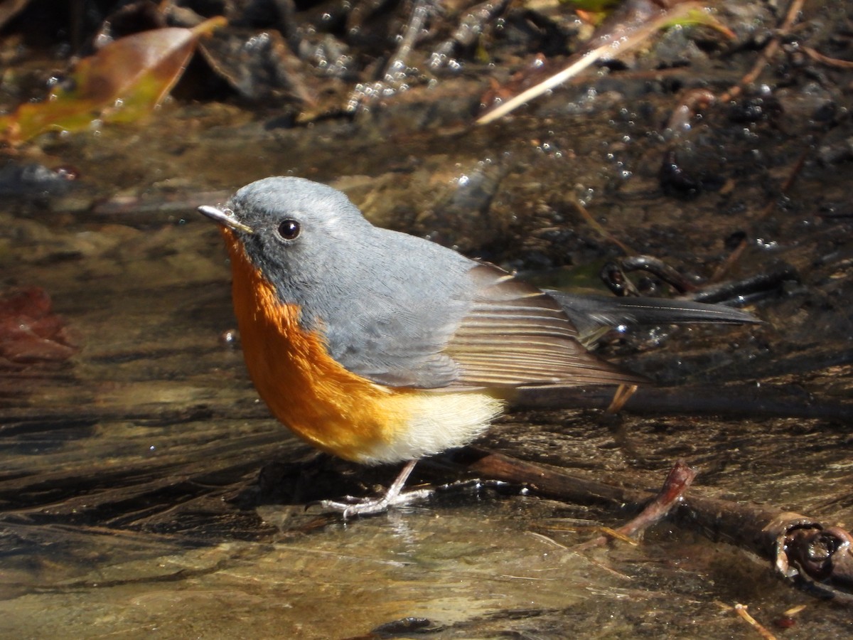 Slaty-backed Flycatcher - ML648547857