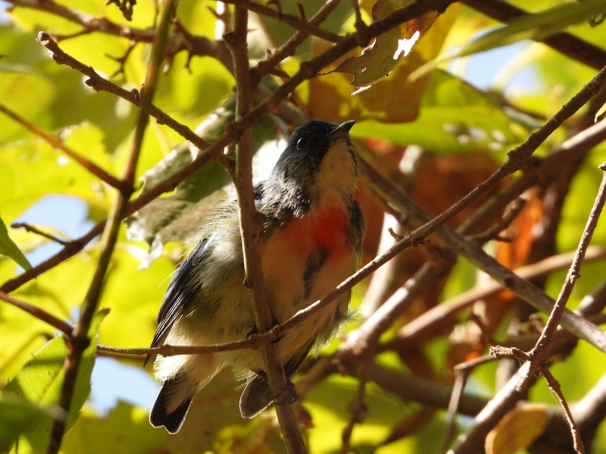 Fire-breasted Flowerpecker - ML648547870