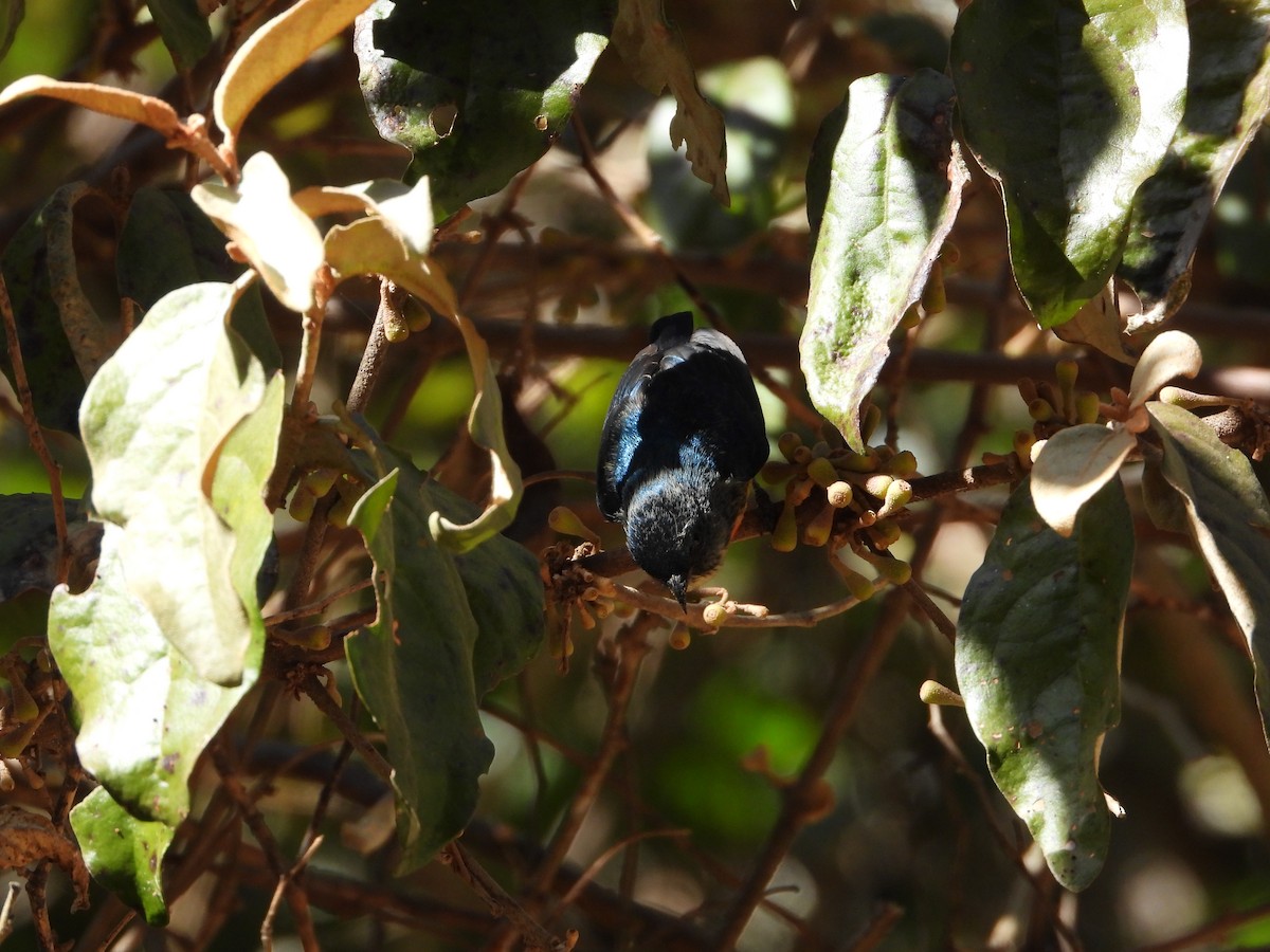 Fire-breasted Flowerpecker - ML648547871