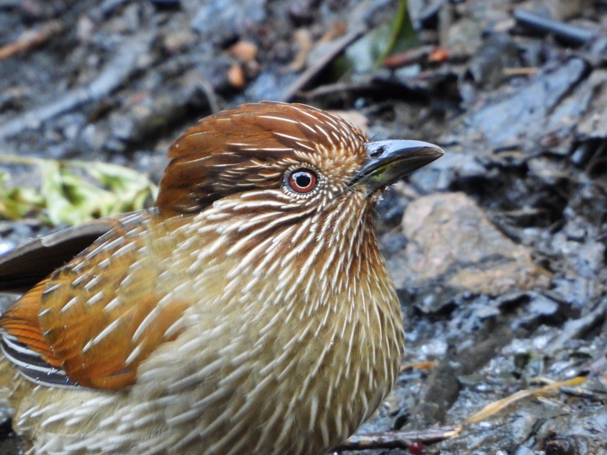 Striated Laughingthrush - ML648547917