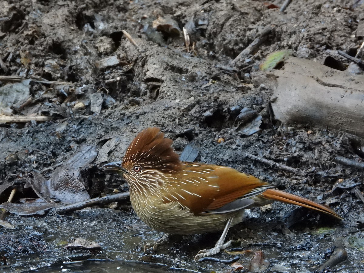 Striated Laughingthrush - ML648547918