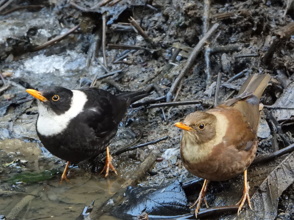 White-collared Blackbird - ML648547945