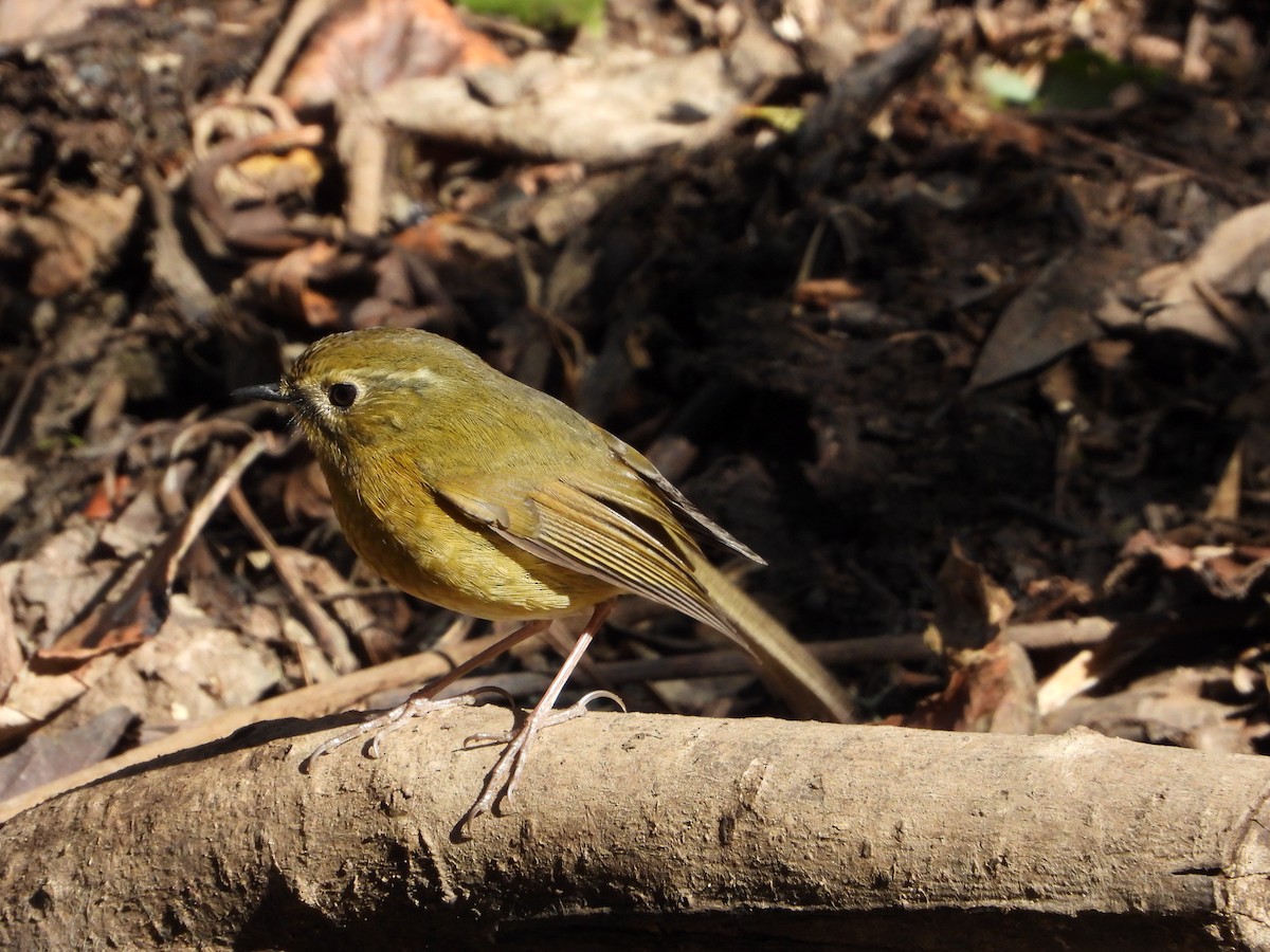 White-browed Bush-Robin - ML648547988