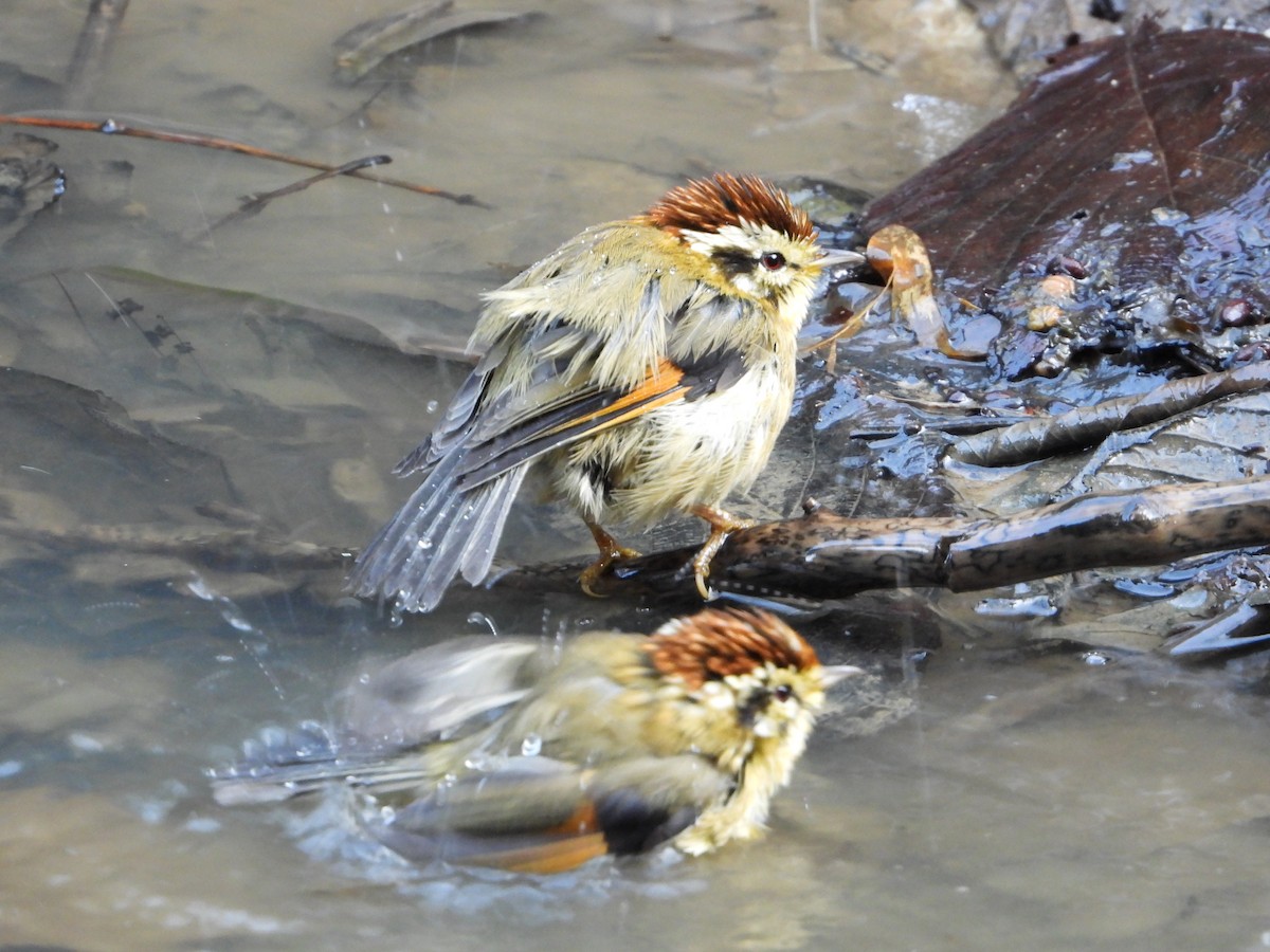 Rufous-winged Fulvetta - ML648548026