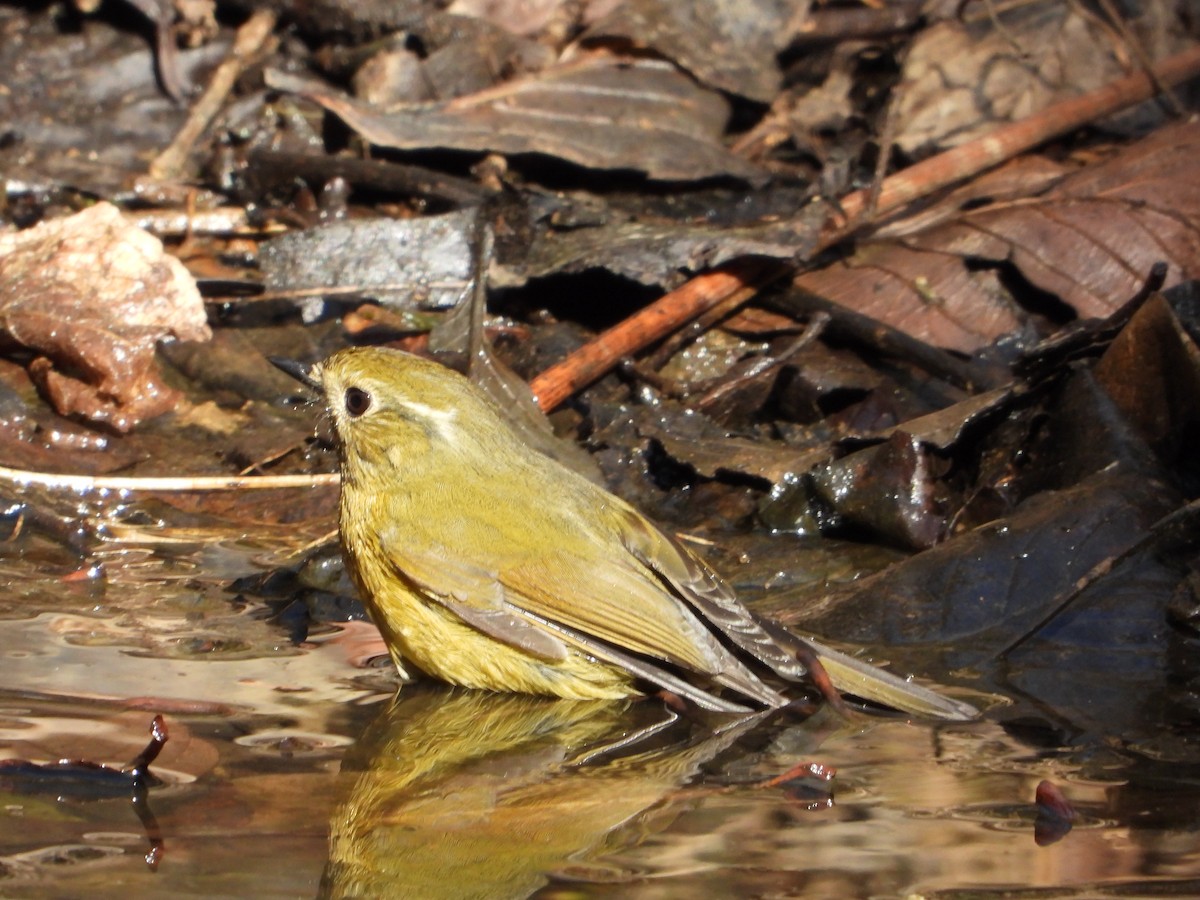 White-browed Bush-Robin - ML648548159