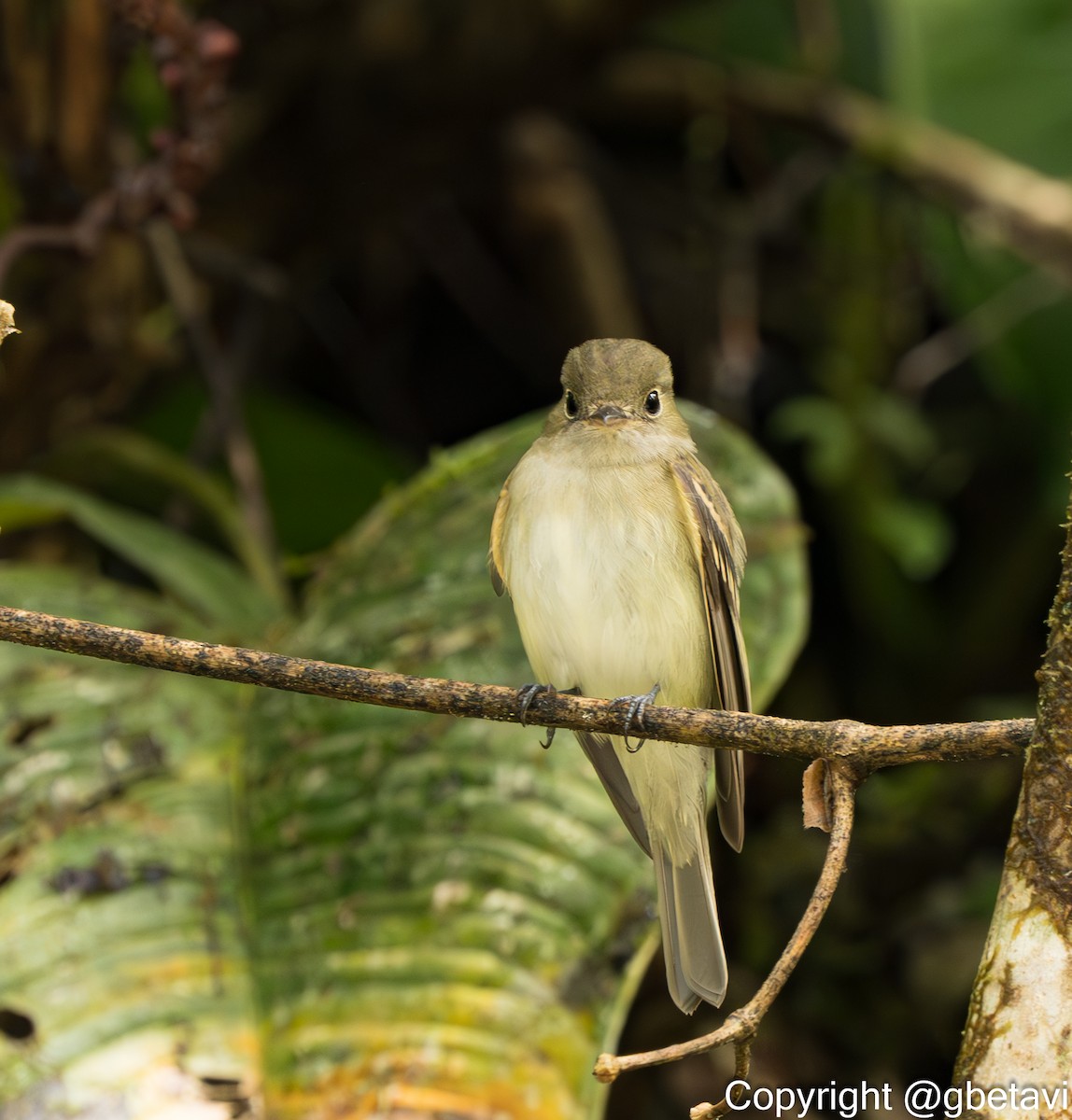 Acadian Flycatcher - ML648548267