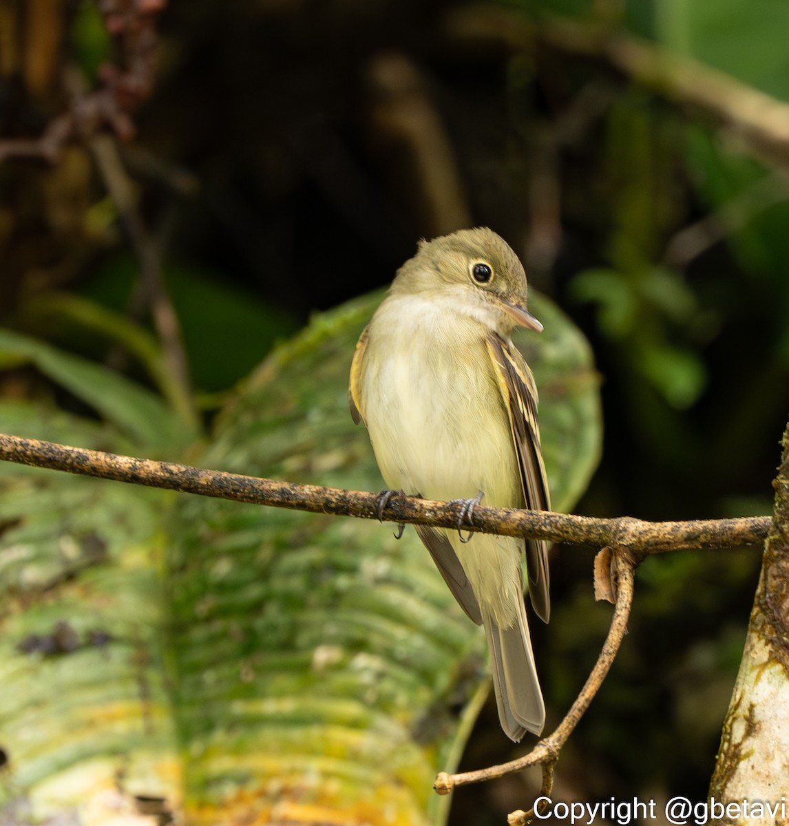 Acadian Flycatcher - ML648548432