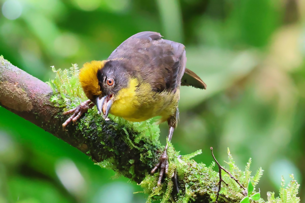 Choco Brushfinch - ML648548610
