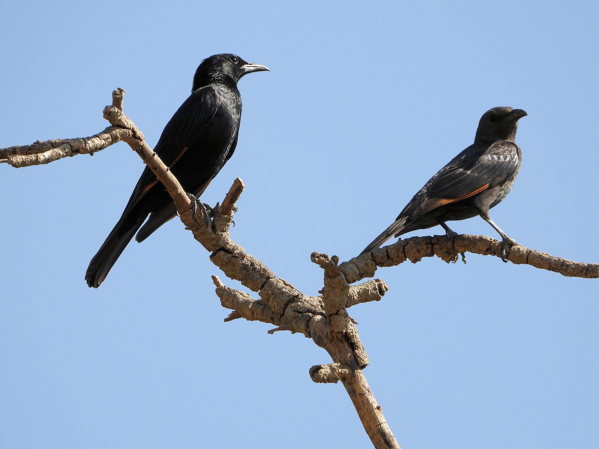 Arabistan Kızılkanadı - ML648548685