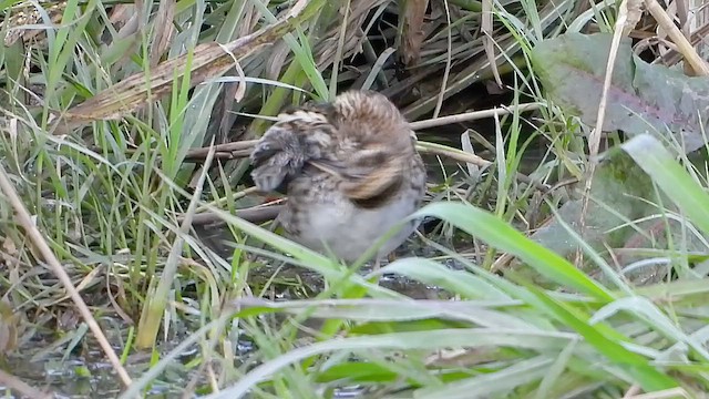 slučka malá - ML648548839