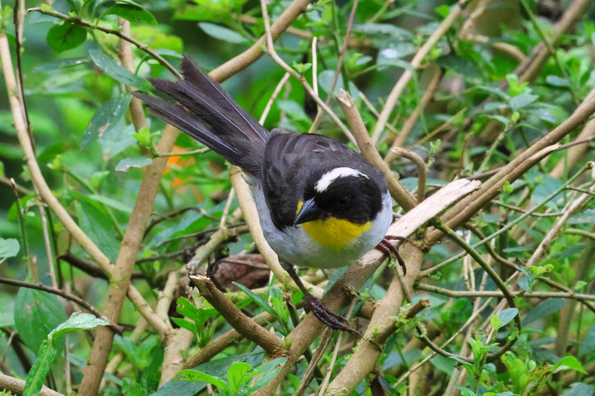 White-naped Brushfinch - ML648548927
