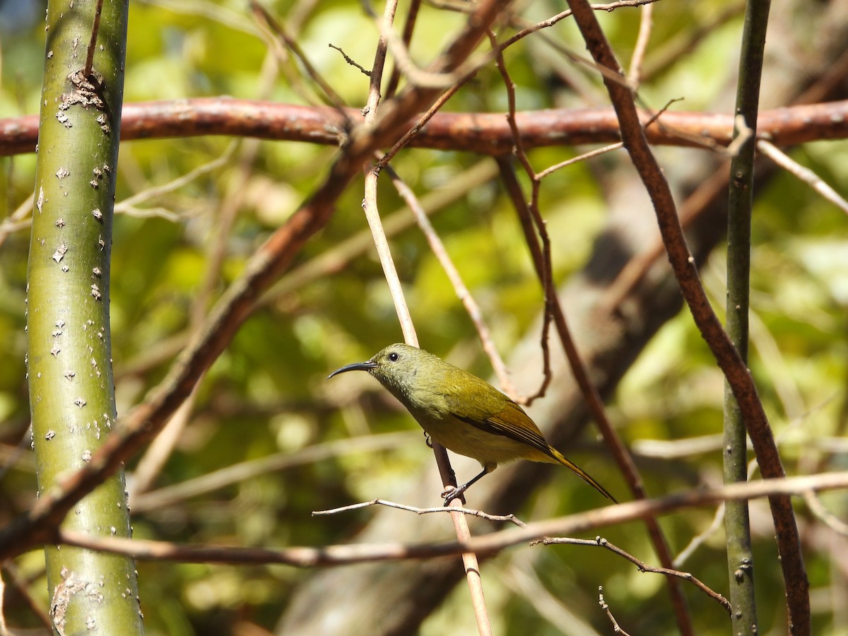 Green-tailed Sunbird - ML648549227