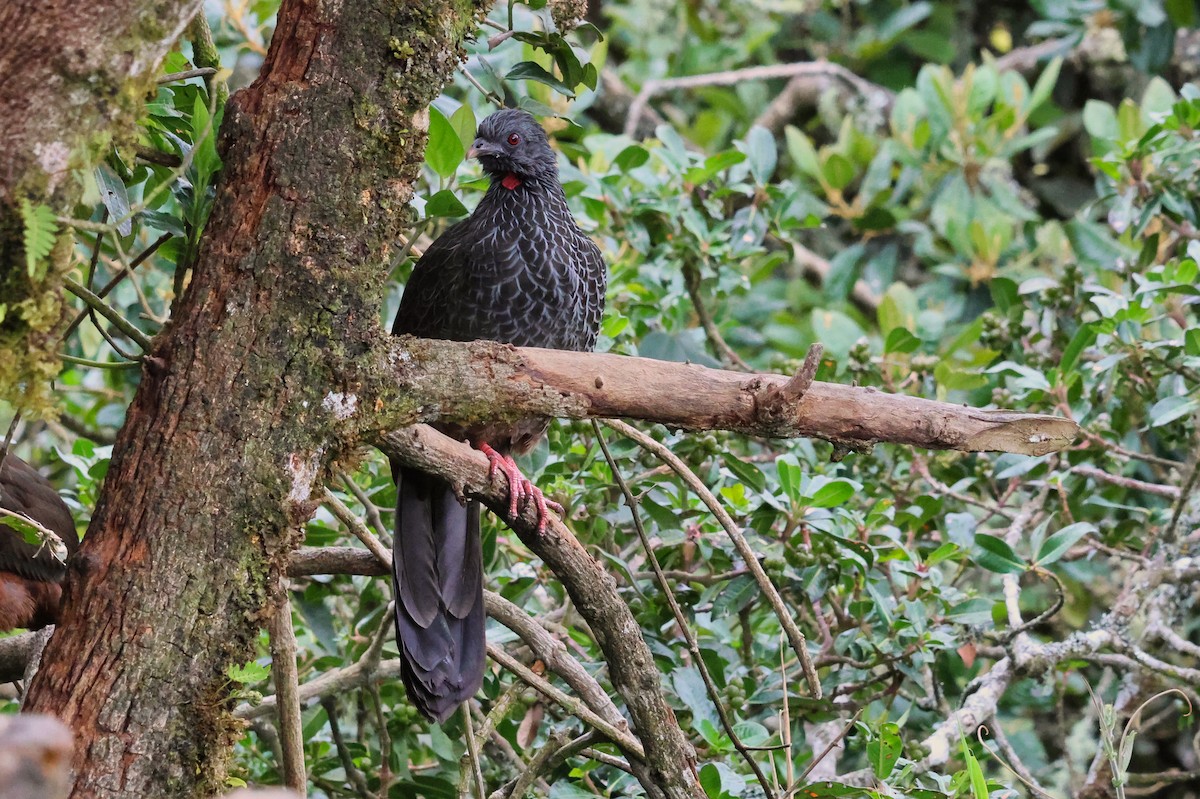 Andean Guan - ML648549331