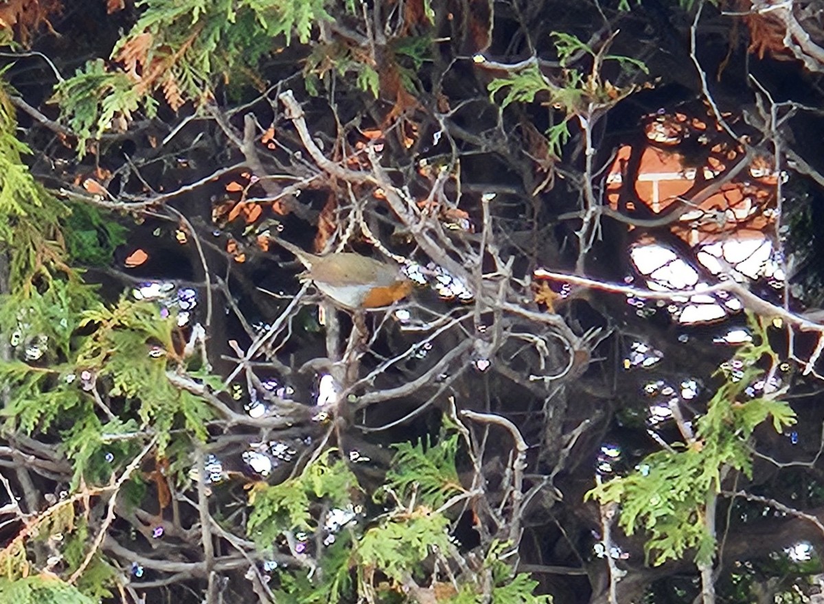 Rotkehlchen - ML648549332