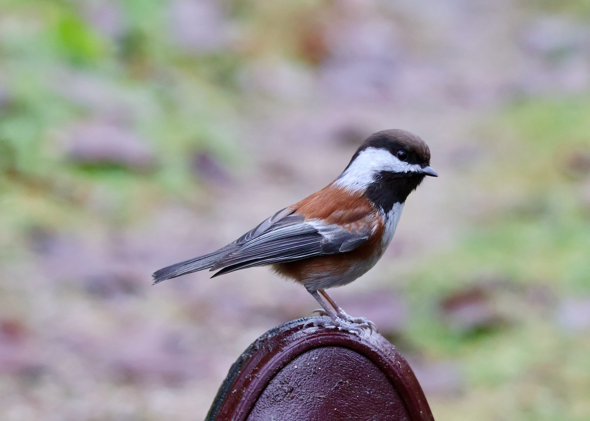 Chestnut-backed Chickadee - ML648549560