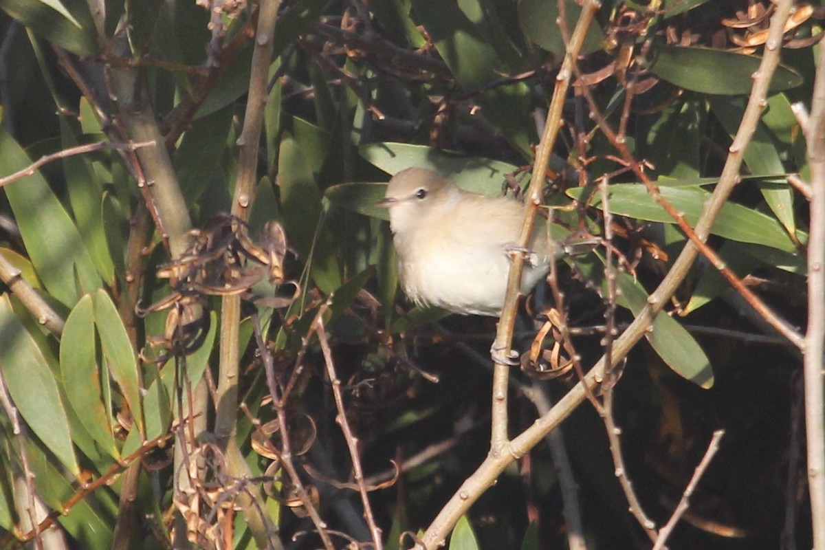 Fauvette des jardins - ML648549568