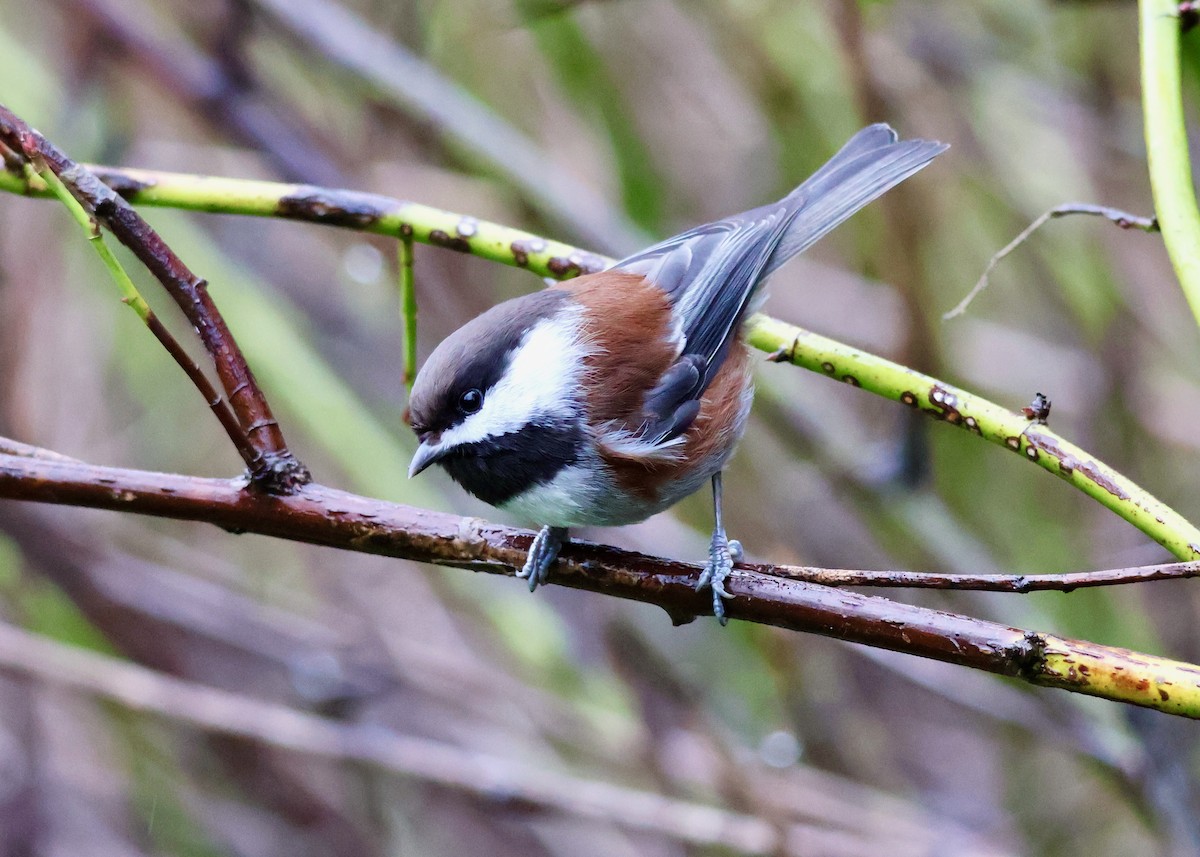 Chestnut-backed Chickadee - ML648549571