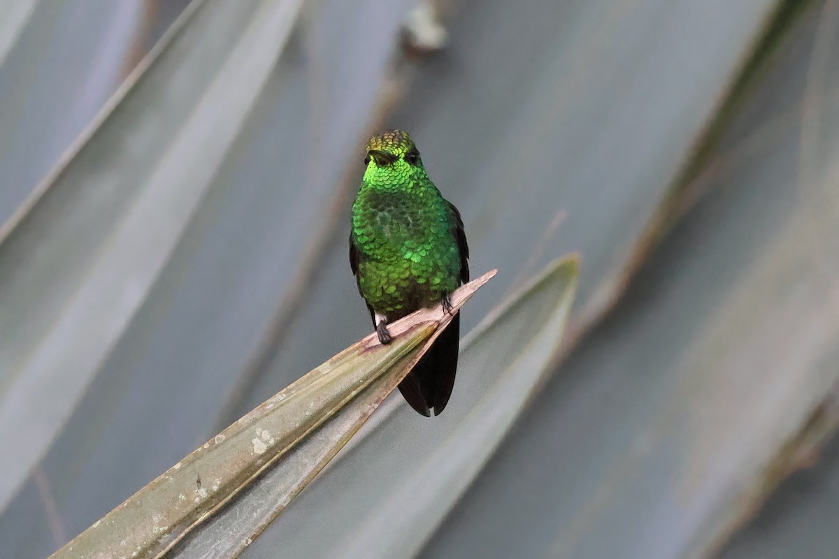 Steely-vented Hummingbird - ML648549608