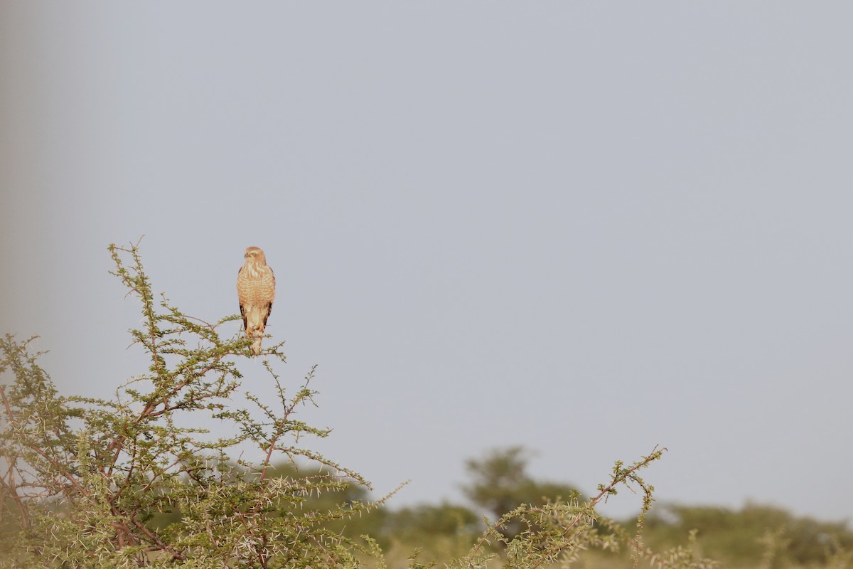 Pale Chanting-Goshawk - ML648550478