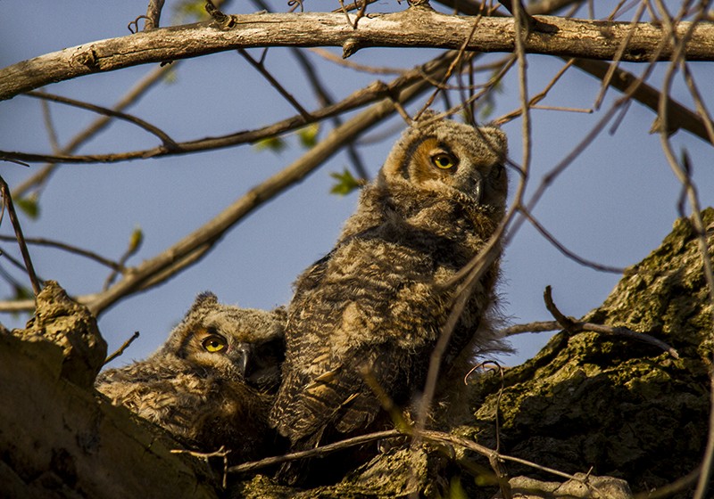 Great Horned Owl - ML648550658