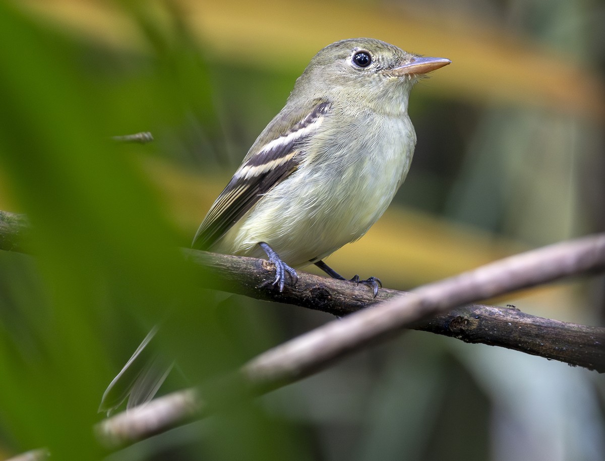 Acadian Flycatcher - ML648550771