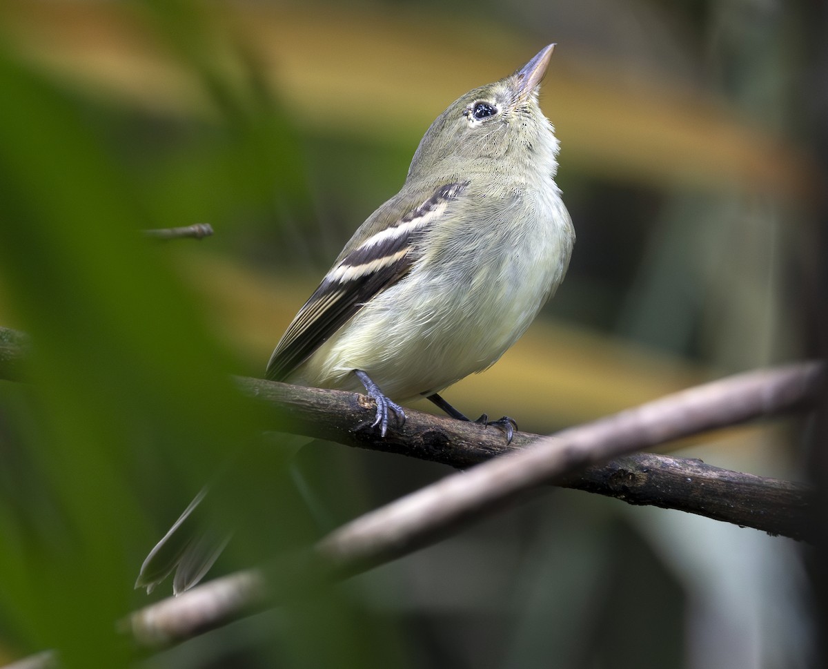 Acadian Flycatcher - ML648550772
