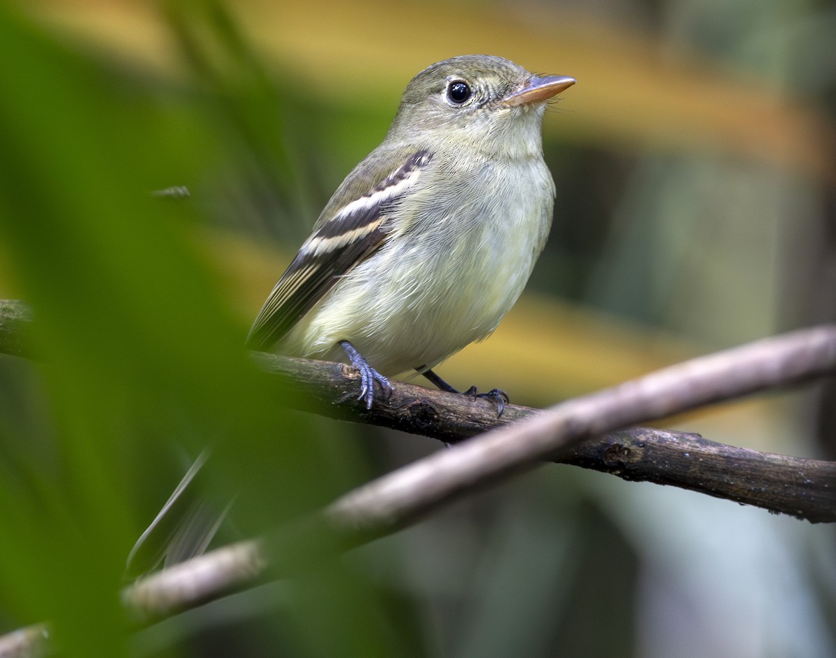 Acadian Flycatcher - ML648550773