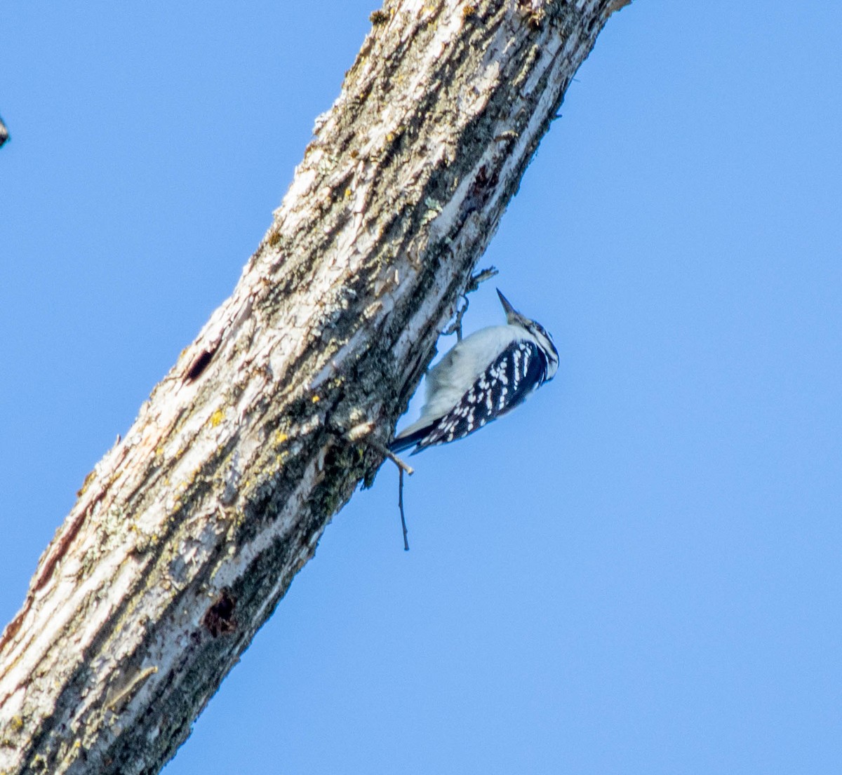 Hairy Woodpecker - ML648551302
