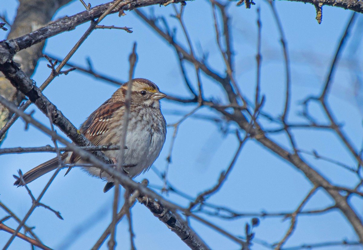 White-throated Sparrow - ML648551313