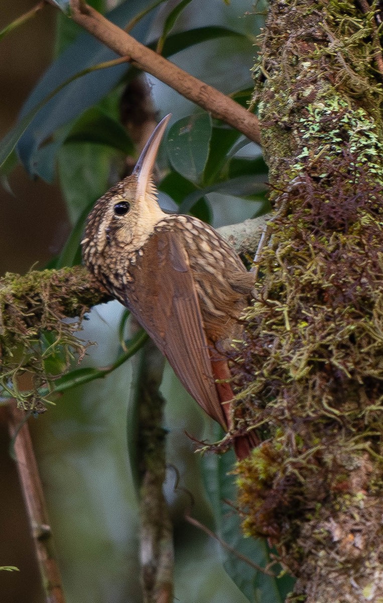 eBird Checklist - 24 Jun 2017 - Estrada da Serra - 5 species