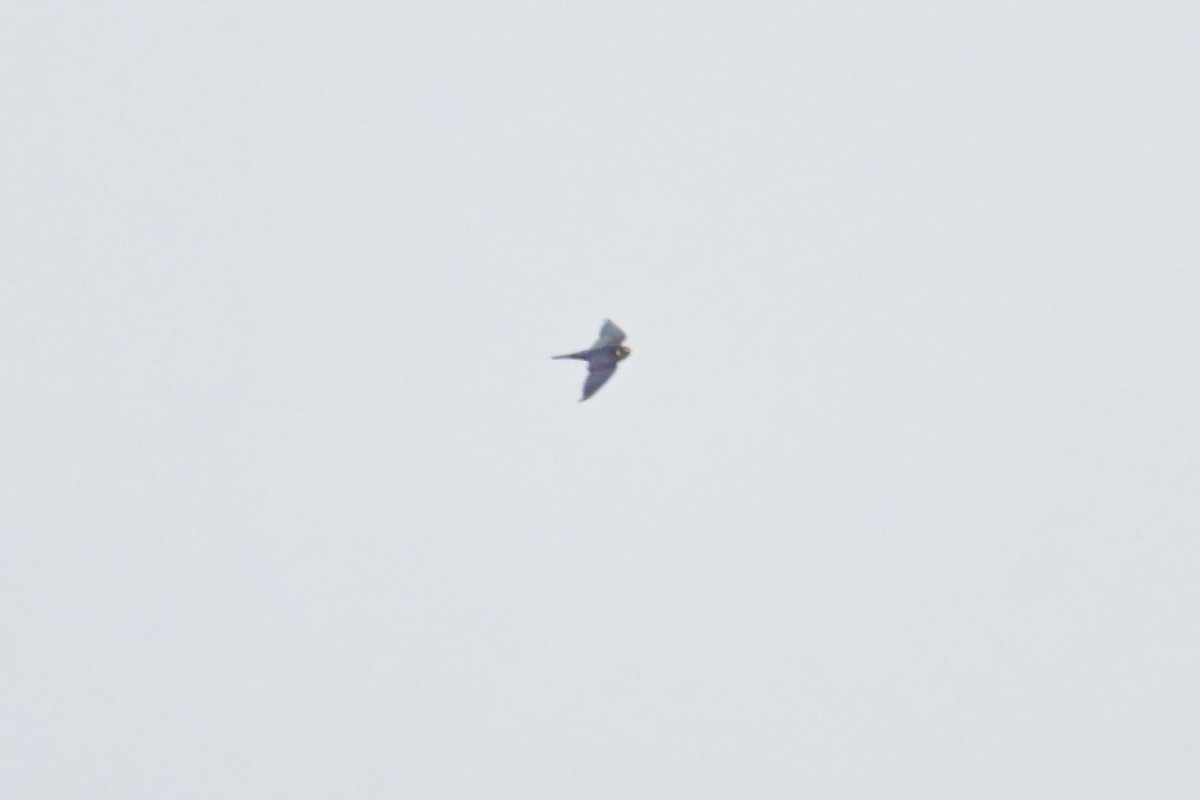 African Hobby - ML648551991