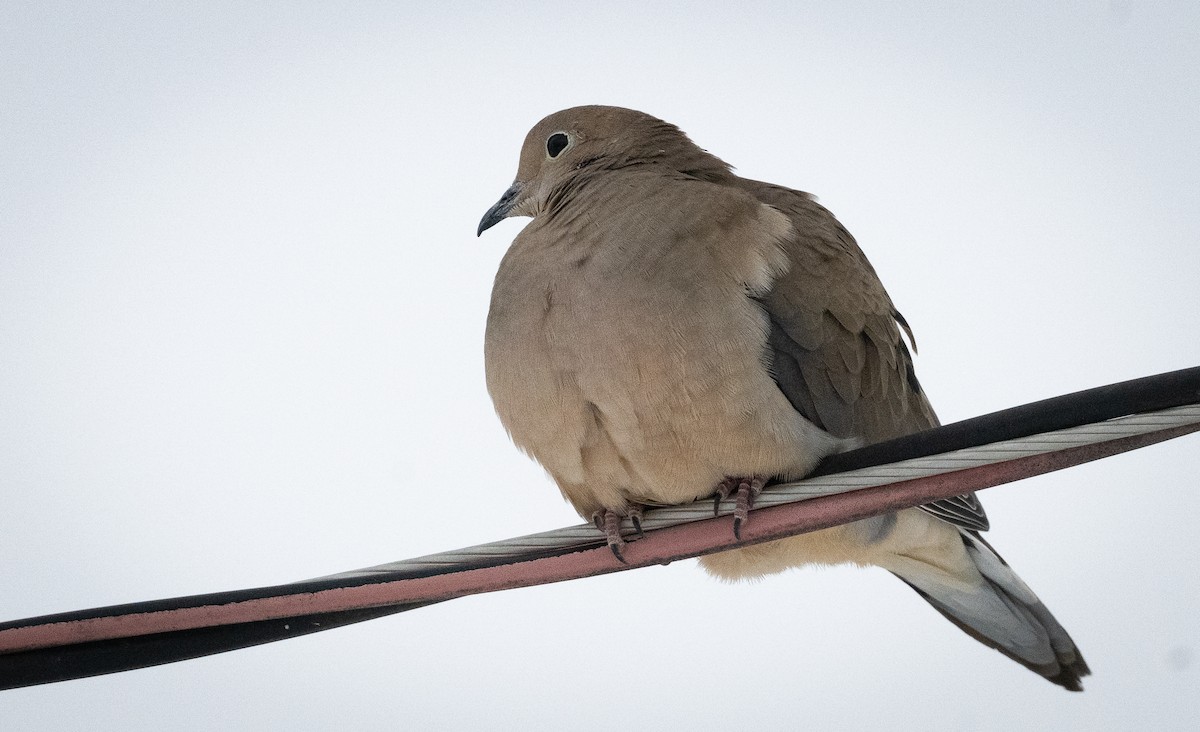 hrdlička karolínská - ML648552117