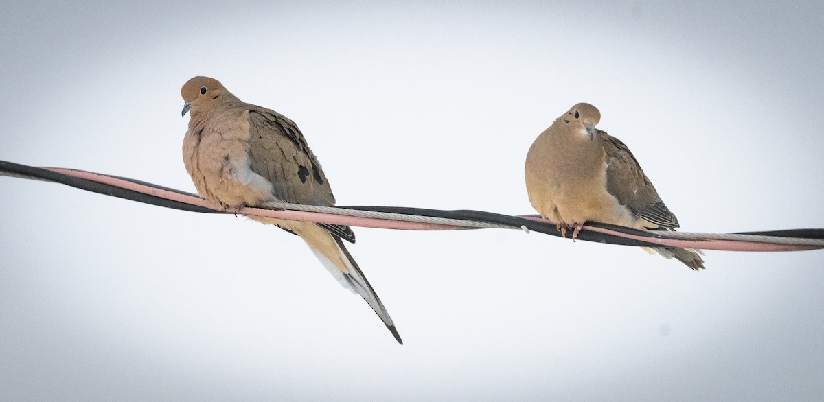 hrdlička karolínská - ML648552122