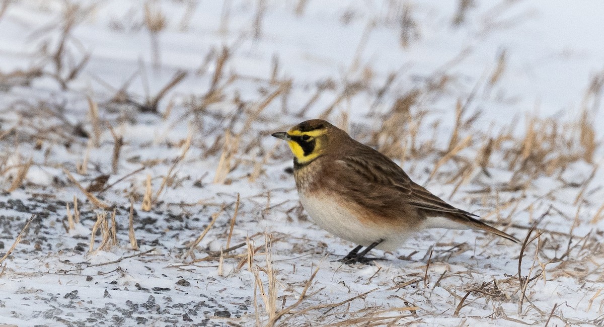 skřivan ouškatý - ML648552133