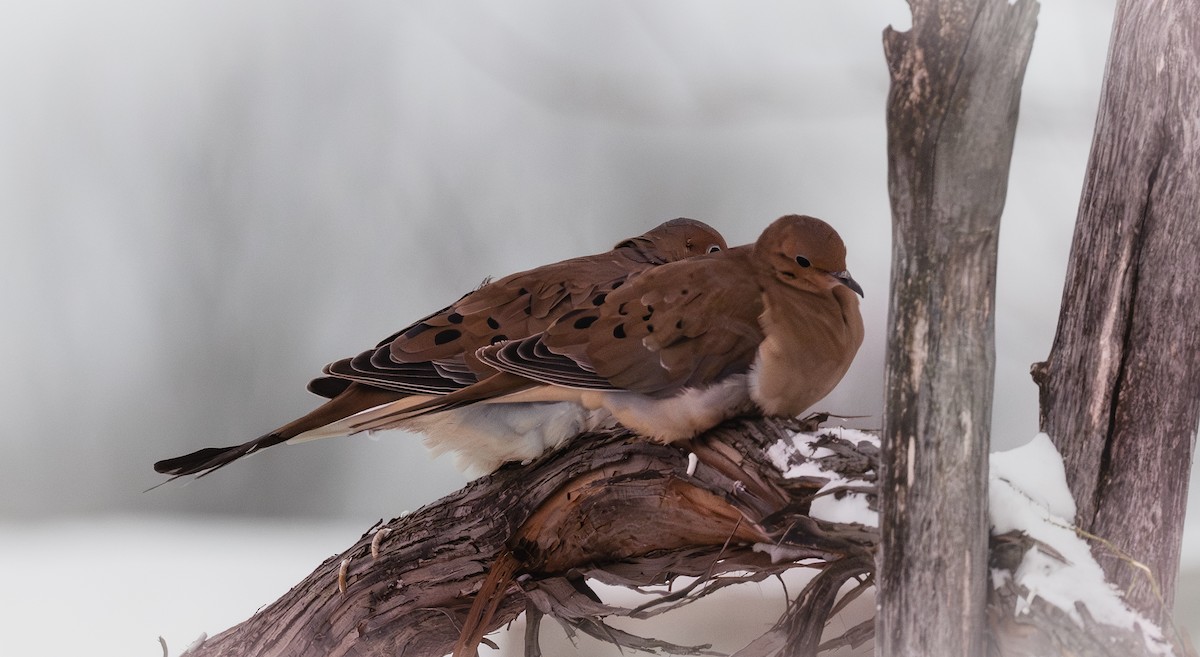 hrdlička karolínská - ML648552149