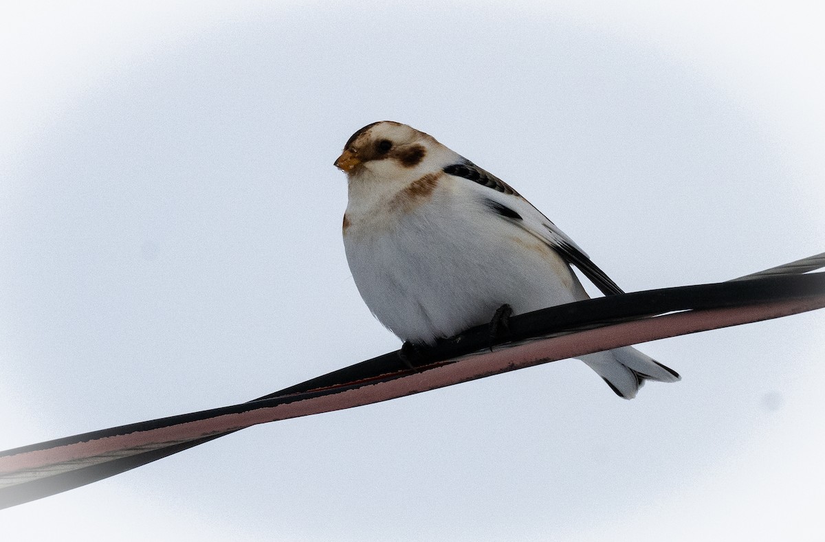 sněhule severní - ML648552188