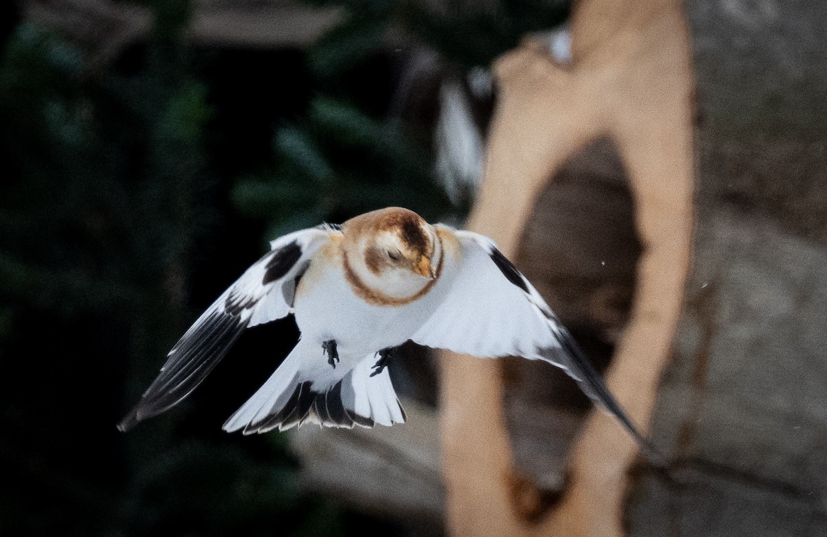 sněhule severní - ML648552199