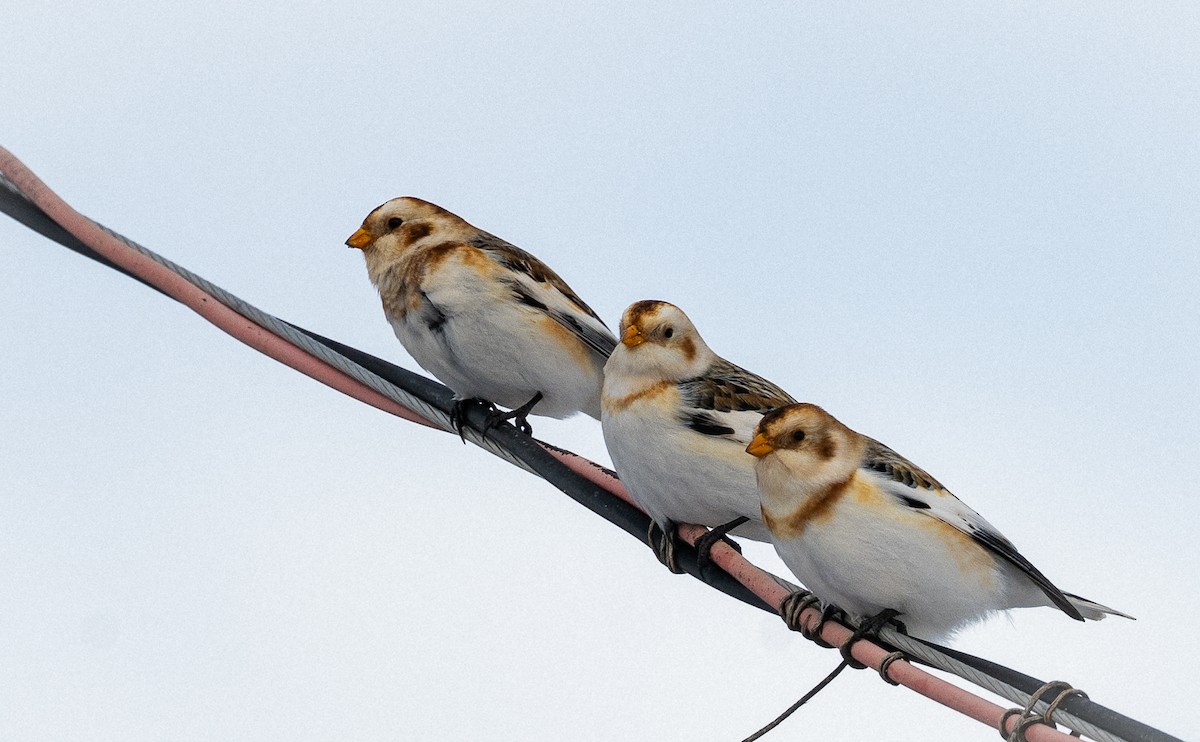 sněhule severní - ML648552200